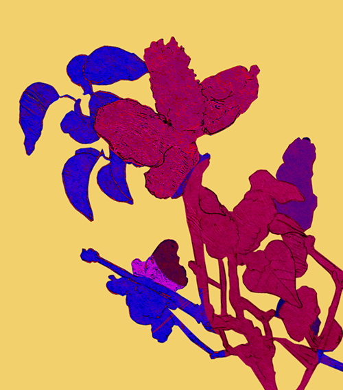 Détails - " Les Lilas " - Carré en mousseline de soie naturelle